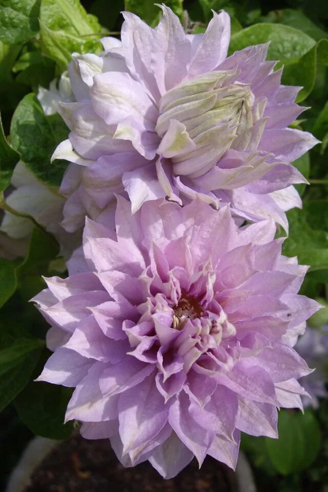 Клематис вероника чойс фото Beautiful flowers - My Garden Clematis flower, Pretty flowers, Beautiful flowers