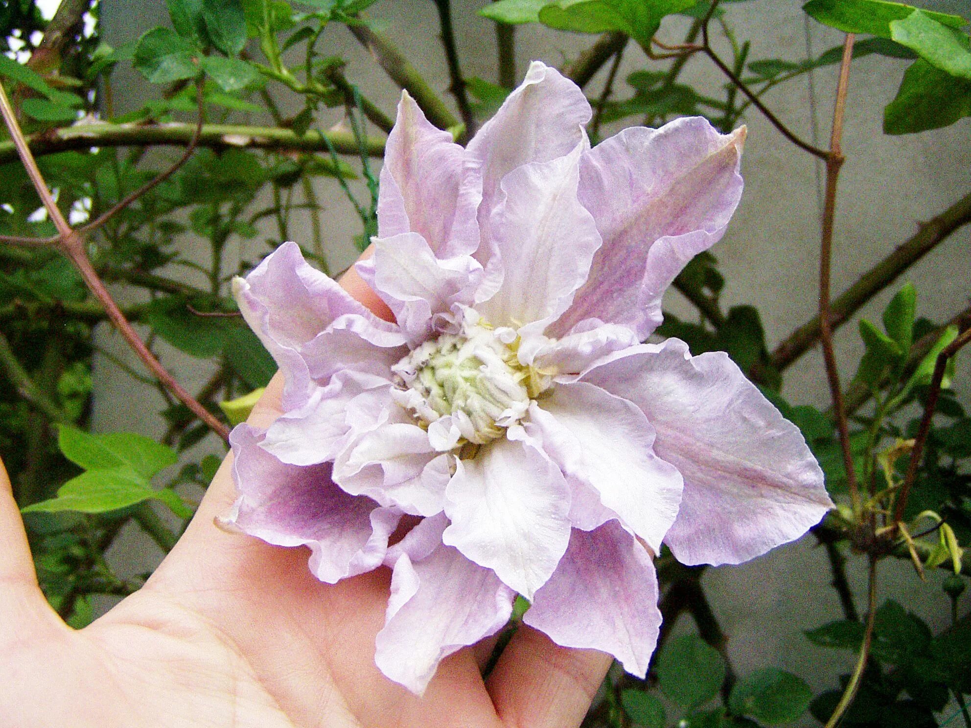 Клематис вероника чойс фото May 22 - 'Veronica's Choice' is the second seated clematis. As a background he h