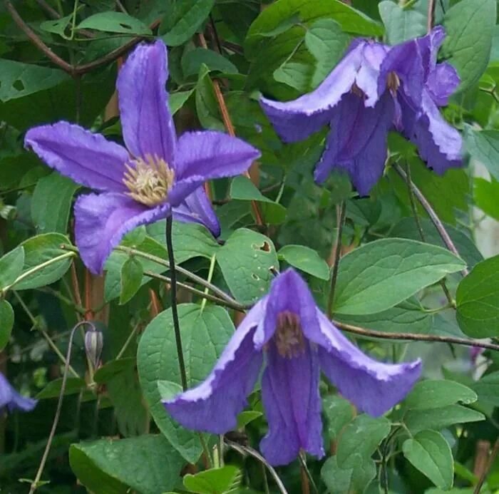 Клематис виды и сорта фото Clematis 'Blue Boy' Clematis, Clematis vine, Heritage rose