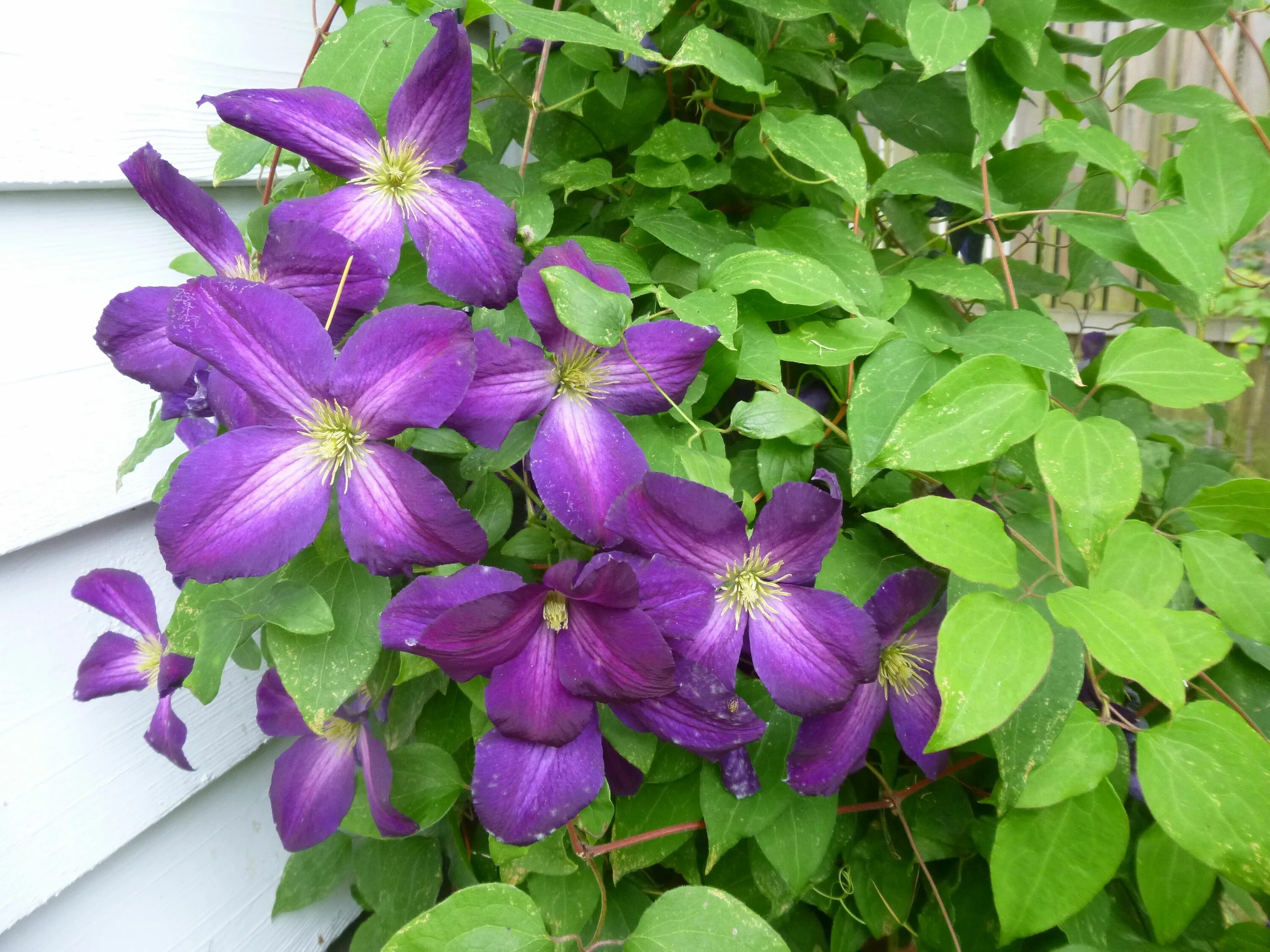 Клематис виды и сорта фото Ranunculaceae clematis 'jackmanii' - loistokärhö Garden plants Clematis jackmani