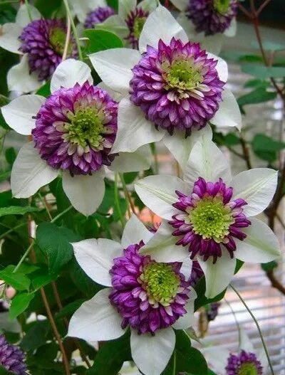 Клематис виды и сорта фото Клематис Виенетта (Clematis Vienetta Patio & Garden) С2,5 - Питомник Летний сад