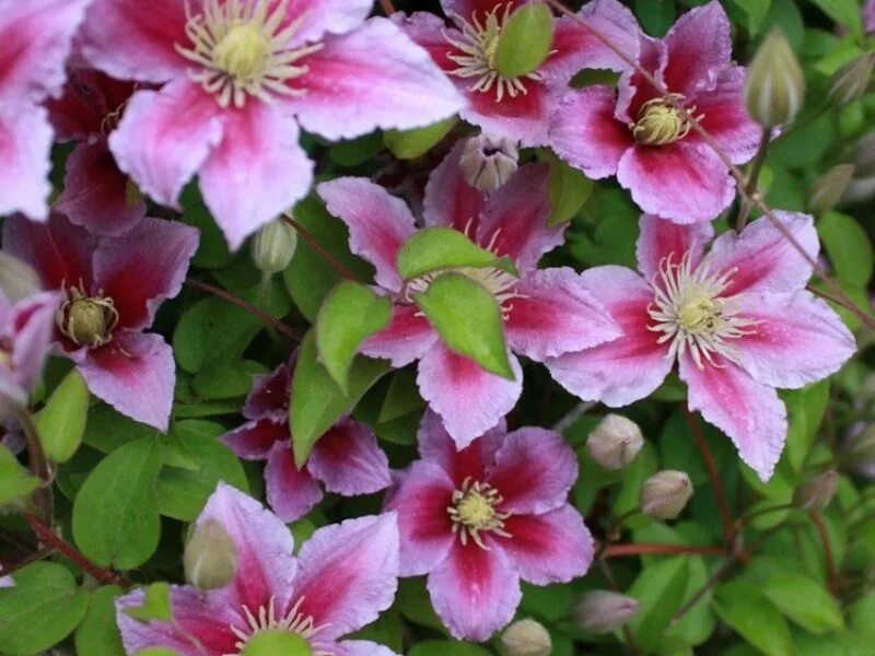 Клематис виктория фото Pin by STAS -SVETA on Садовый ландшафт Clematis, Plants, Garden