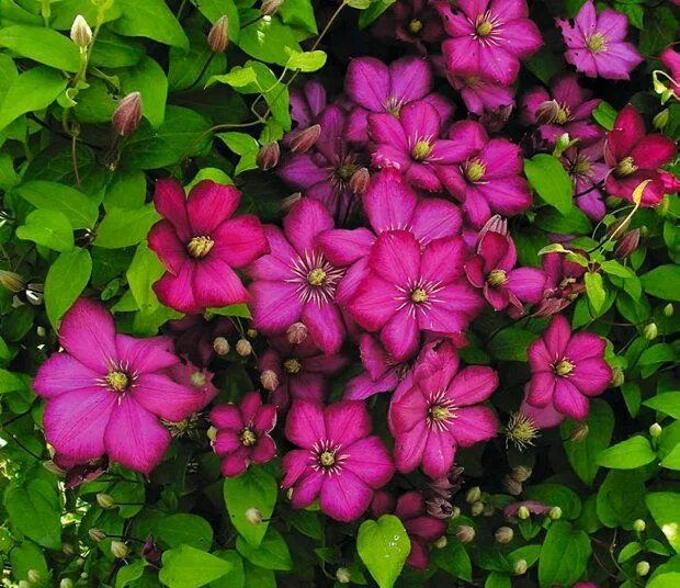 Клематис виль де лион фото Clematis Clematis, Climbing plants, Winter garden