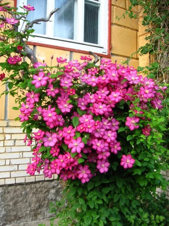 Клематис виль де лион фото и описание Клематис Виль де Лион (Ville de Lyon) - описание и особенности культивирования л