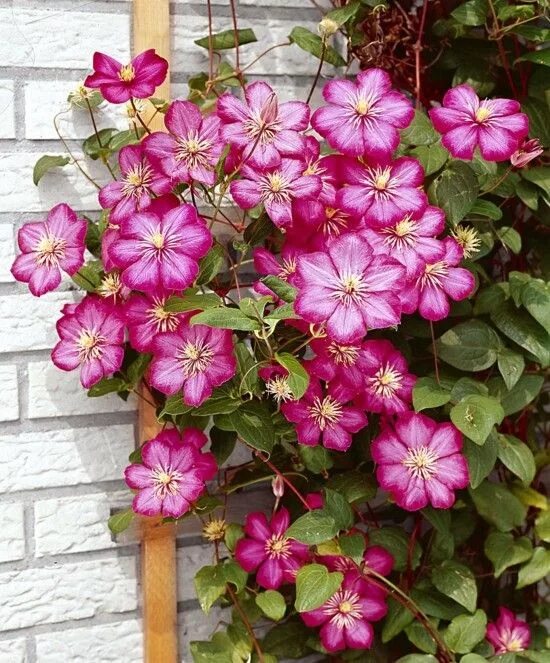 Клематис виль де лион фото и описание Clematis pflanzen und richtig pflegen: Einige wissenswerte Tipps! Bloem tuiniere