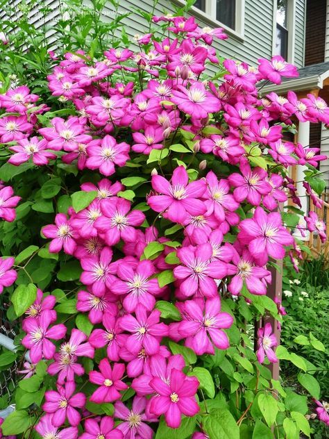 Клематис виль де лион фото и описание Clematis Ville de Lyon. Grows by my front door. bought it the year we travelled 