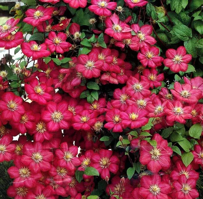 Клематис виль де лион фото и описание Clematis Ville de Lyon Clematis, Clematis ville de lyon, Perennials