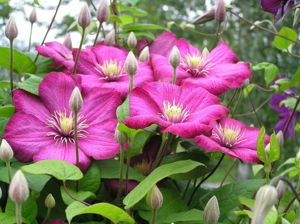 Клематис виль де лион фото и описание Пин от пользователя Íris Scheid на доске Clematis Фото цветов, Цветы