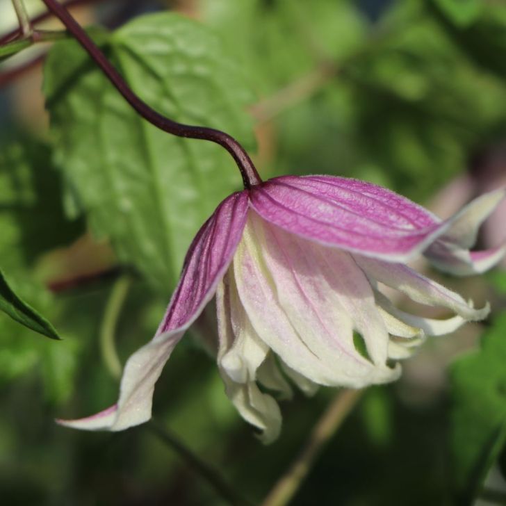 Клематис вилли фото Clematis willy - Клематис Вилли - купить саженцы клематисы в питомнике в Москве