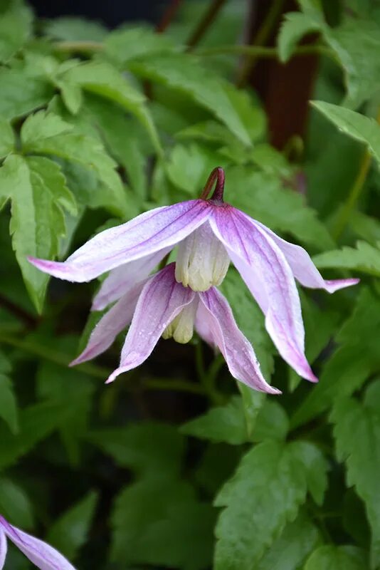 Клематис вилли фото Willy Clematis (Clematis alpina 'Willy') in Edmonton Spruce Grove Leduc St Alber