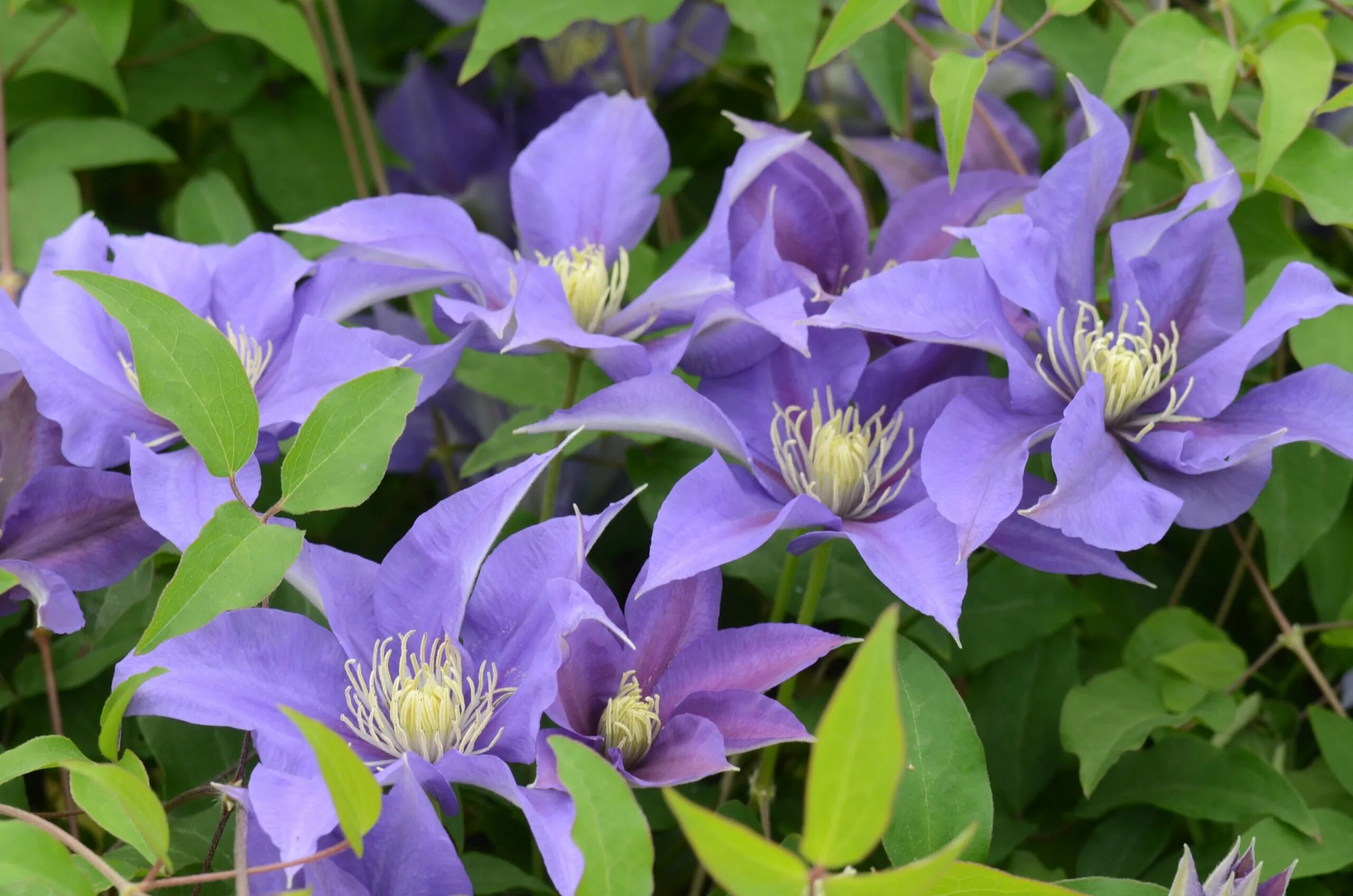 Клематис винделион фото Olympia Evipo099 - Clematis Vines - Donahue's Greenhouse