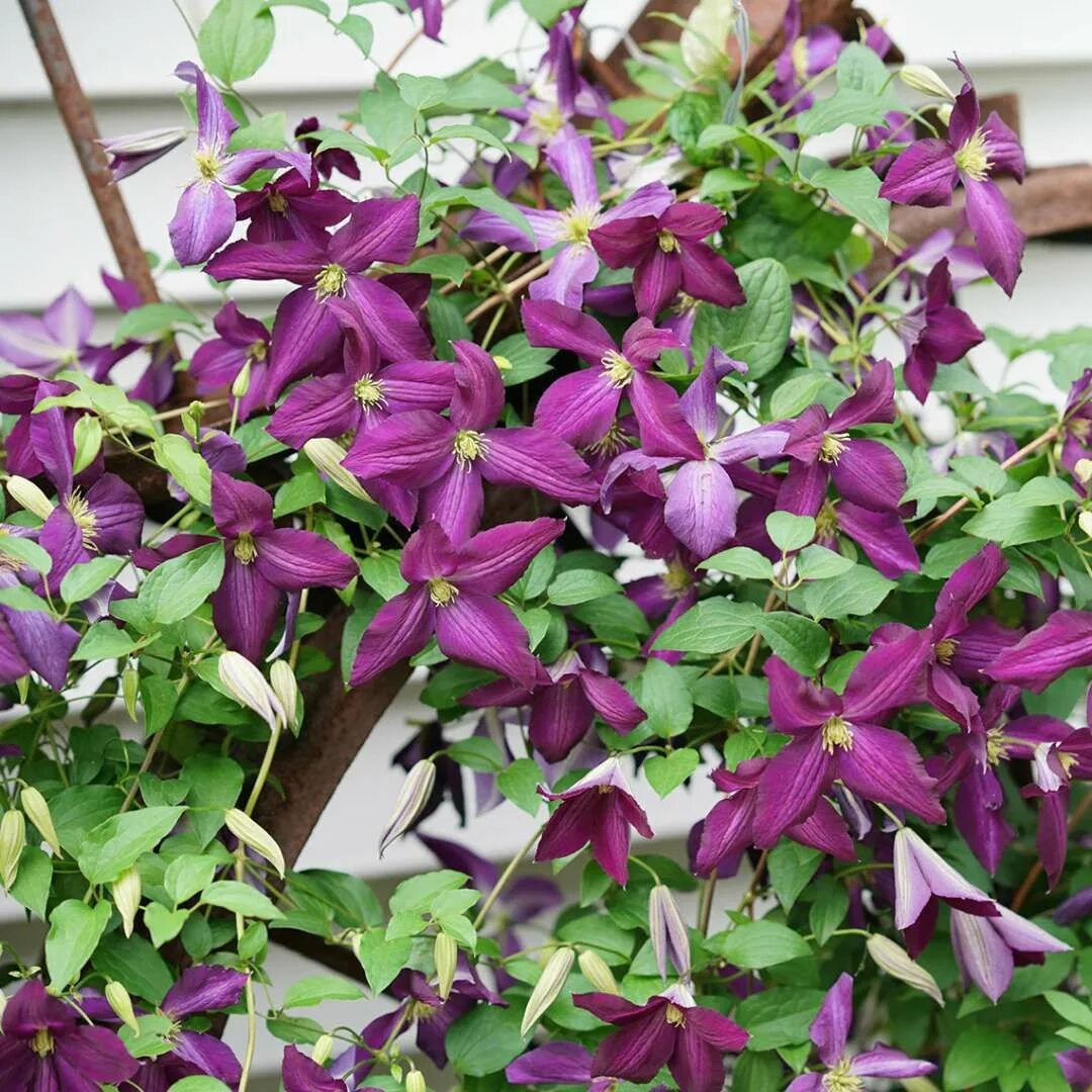 Клематис винделион фото Happy Jack Purple Clematis Spring Meadow - wholesale liners - Spring Meadow Nurs