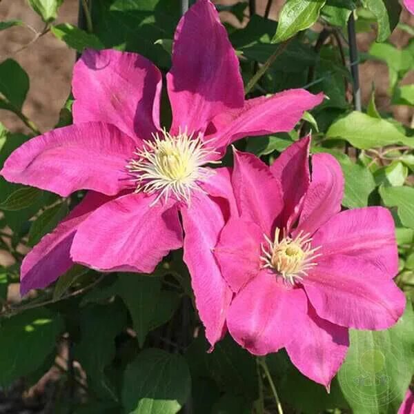 Клематис вино фото и описание Клематис Вино (Clematis Vino) купить в Москве по низкой цене из питомника, доста