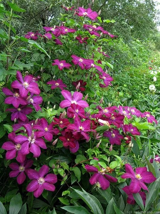 Клематис вино фото и описание Voluceau' Clematis Clematis vine, Garden vines, Clematis