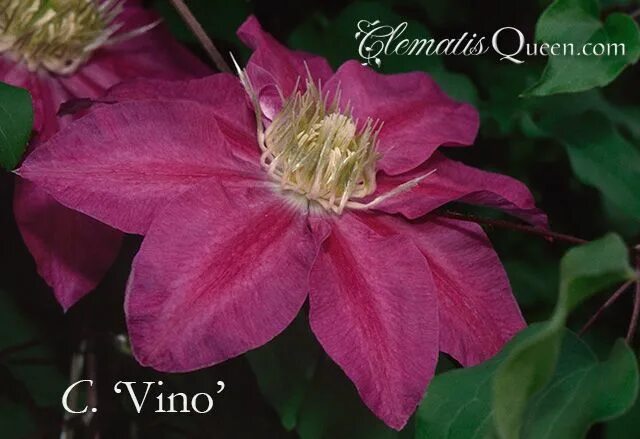 Клематис вино фото и описание Clematis 'Vino' Clematis, Clematis vine, Vines