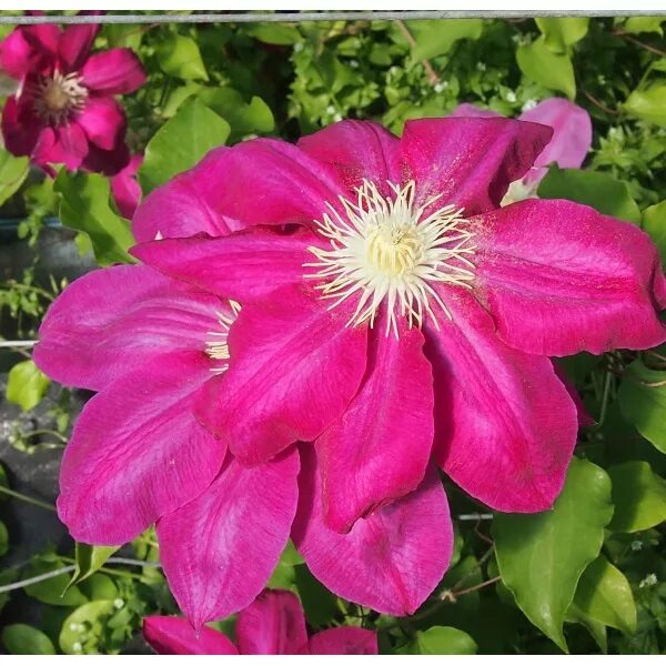 Клематис вино фото и описание Clematis-vino - online puzzle