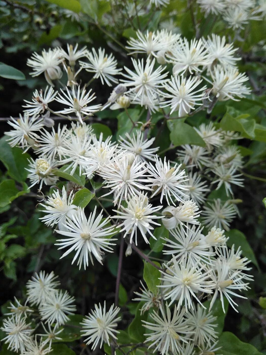 Клематис виноградолистный фото Clematis vitalba - Image of an specimen - Plantarium