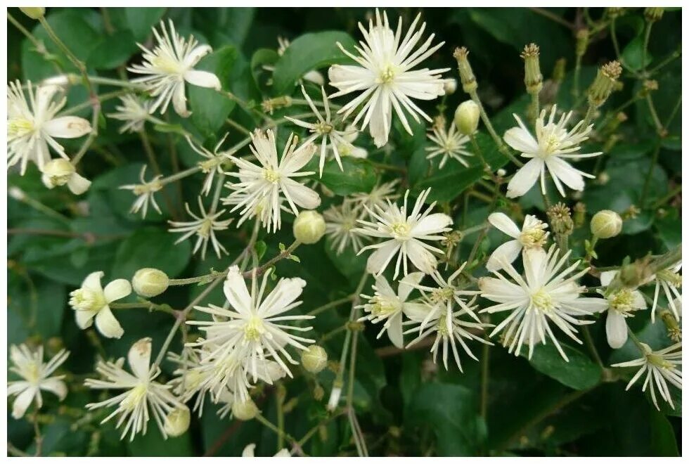 Клематис виноградолистный фото Клематис виноградолистный (лат. Clematis vitalba) семена 25шт - купить в интерне