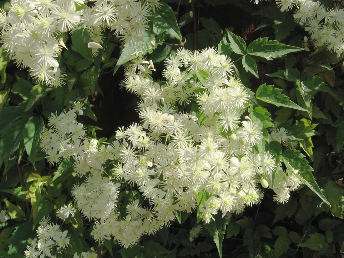Клематис виноградолистный фото Clematis vitalba - Image of an specimen - Plantarium
