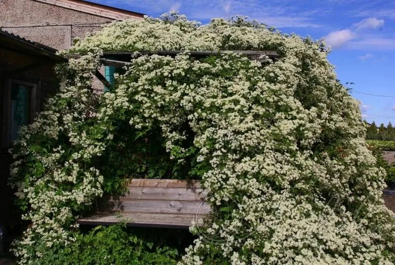Клематис виноградолистный фото Клематис виноградолистный - купить с доставкой по выгодным ценам в интернет-мага