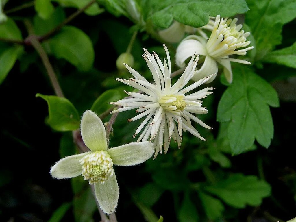 Клематис виноградолистный фото From Wikiwand: Clematis, Clematis montana, Plants