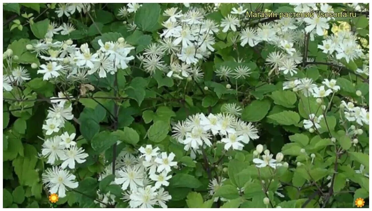 Клематис виноградолистный фото Клематис виноградолистный (лат. Clematis vitalba) семена 25шт - купить в интерне