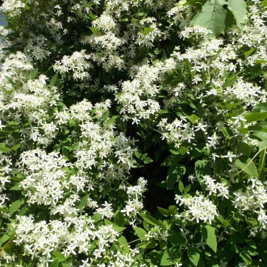 Клематис виноградолистный фото Купить Клематис виноградолистный - Клематис - GardenPlants