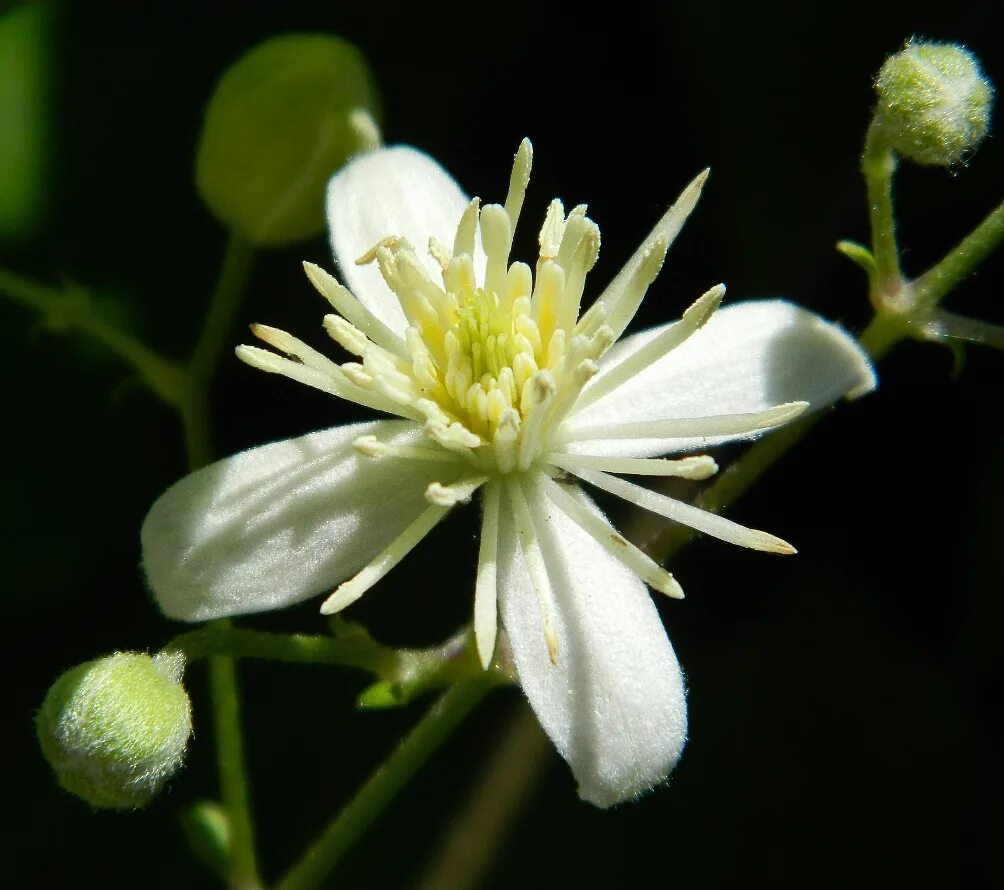 Клематис виноградолистный фото Clematis vitalba - Image of an specimen - Plantarium