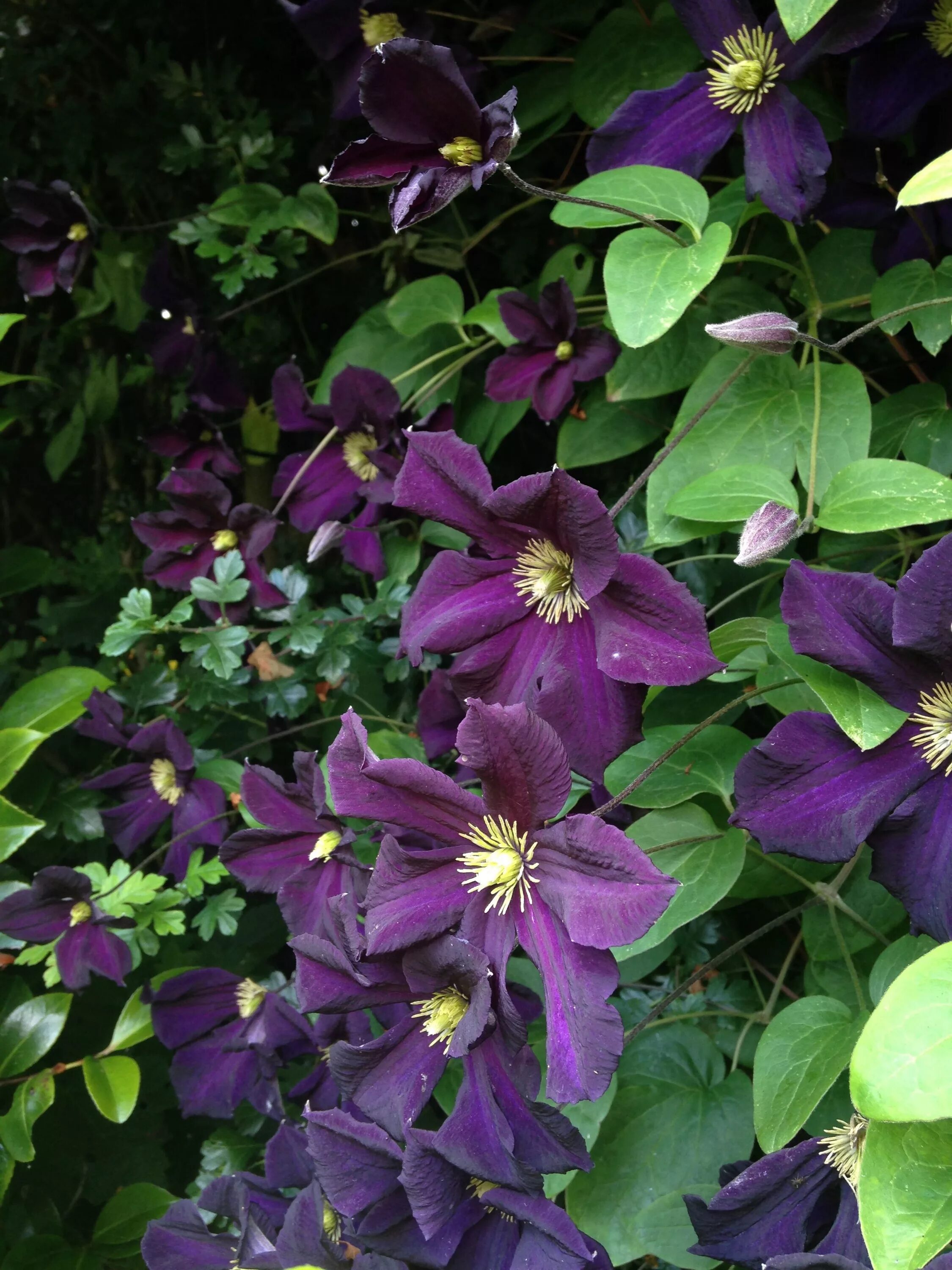 Клематис виола фото Clematis Viola Clematis, Beautiful flowers, Clematis vine