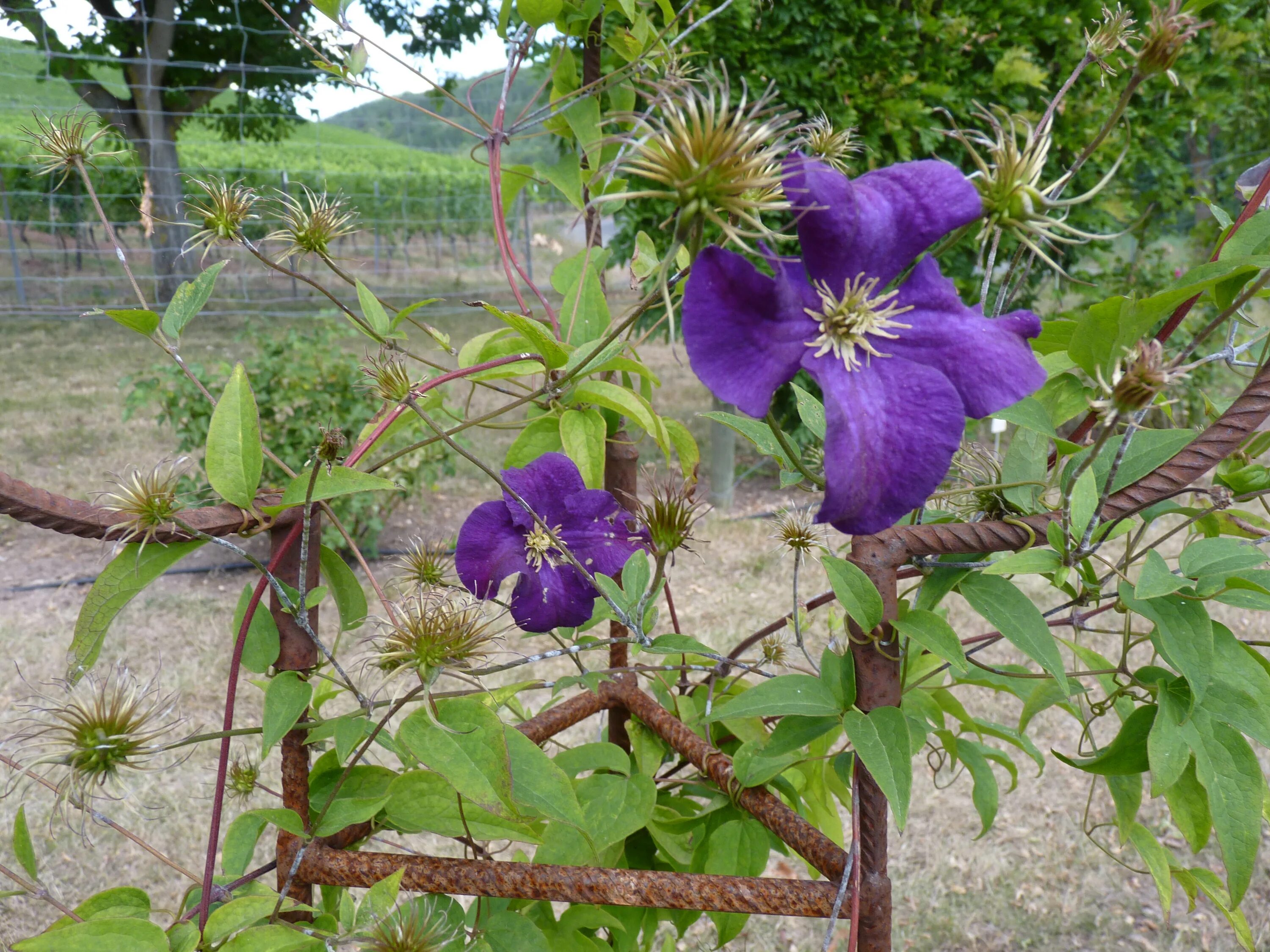 Клематис виола фото File:Clematis 'Viola' 01.jpg - Wikimedia Commons