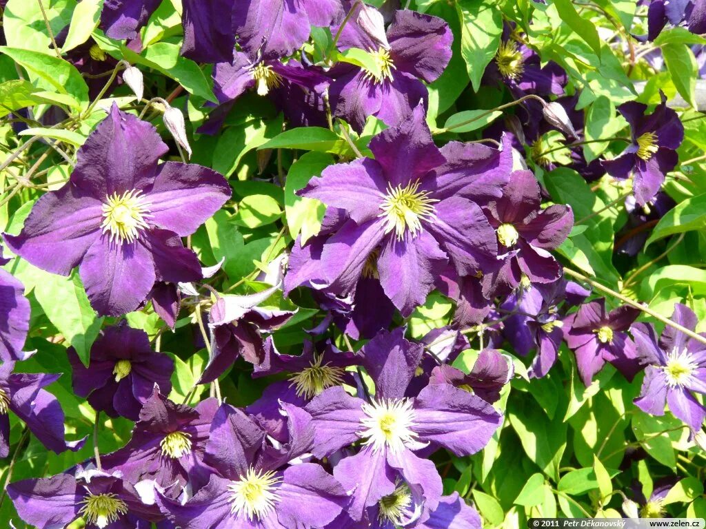 Клематис виола фото Clematis hybr. Viola plamének