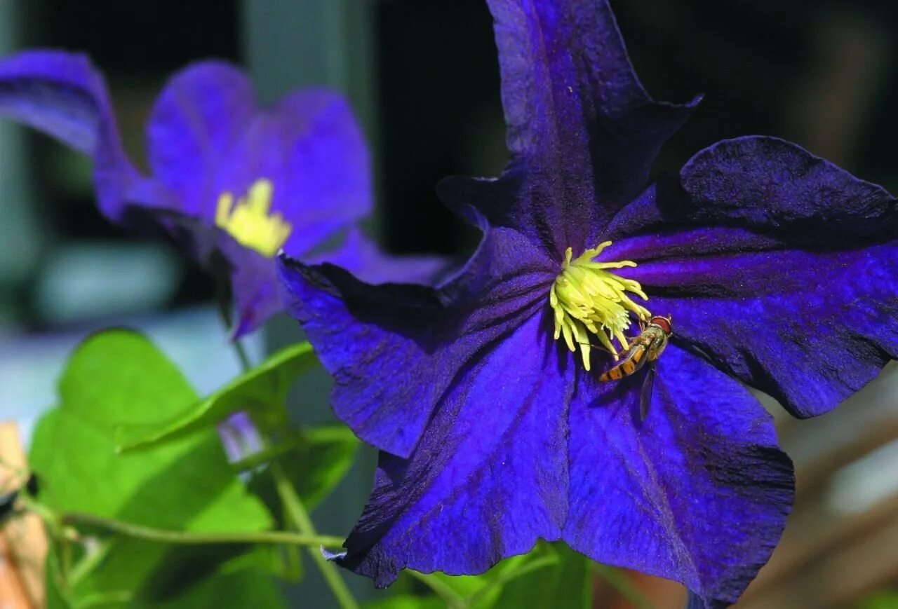 Клематис виола фото и описание Клематис etoile violette: найдено 85 картинок