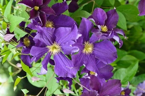 Клематис виола фото и описание Hardy and fast growing, Clematis &#39;Viola&#39; is a lovely, deciduous vine whi