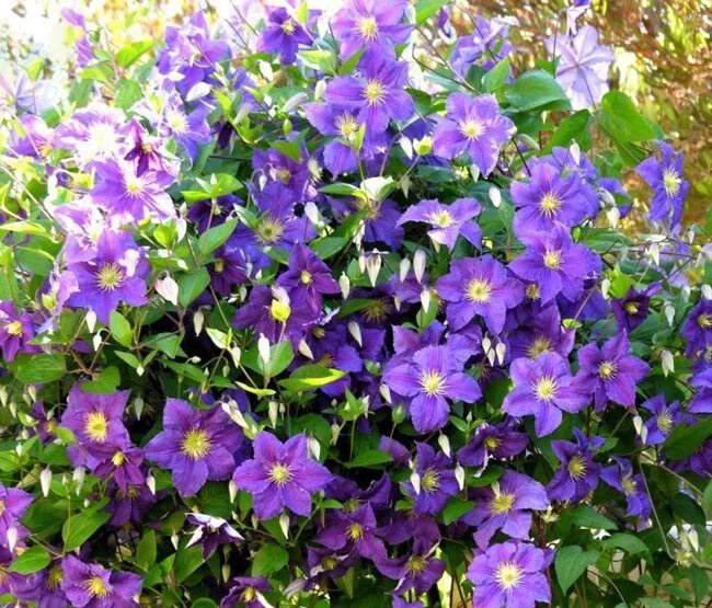 Клематис виола фото и описание Клематис Viola (Виола) купить выгодно ✵ Сады-Эдема.рф -интернет магазин растений