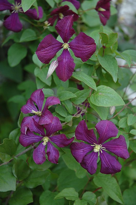 Клематис виолет фото Etoile Violette Clematis (Clematis 'Etoile Violette') at Connon Nurseries CBV Cl