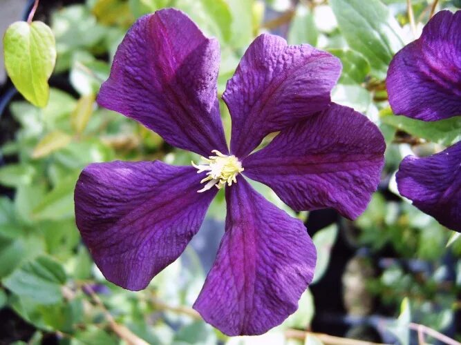 Клематис виолет фото Clematis Etoile Violette