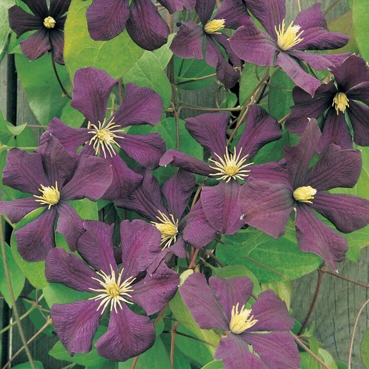 Клематис виолет фото Clematis 'Étoile Violette' (Large Plant) - Clematis Plants - Thompson & Morgan P