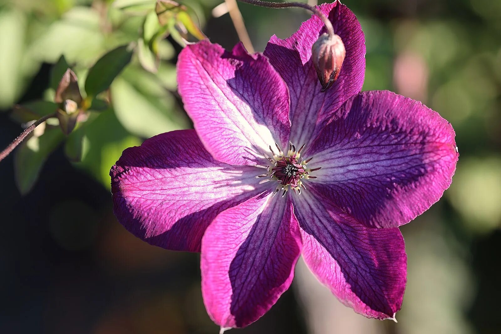 Клематис виолет фото File:Clematis viticella 'Venosa Viola' JRVdH 01.jpg - Wikimedia Commons