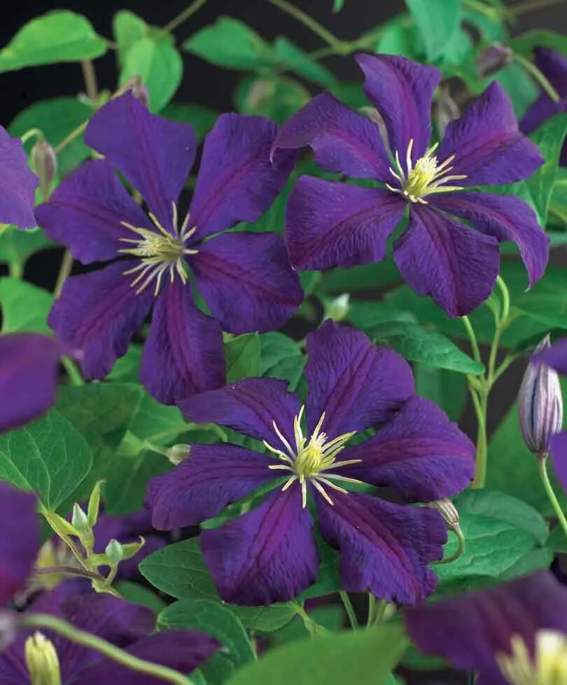 Клематис виолет фото и описание Clematis viticella 'Etoile Violette'- Flowering Vine Flowers tattoo inspiration 