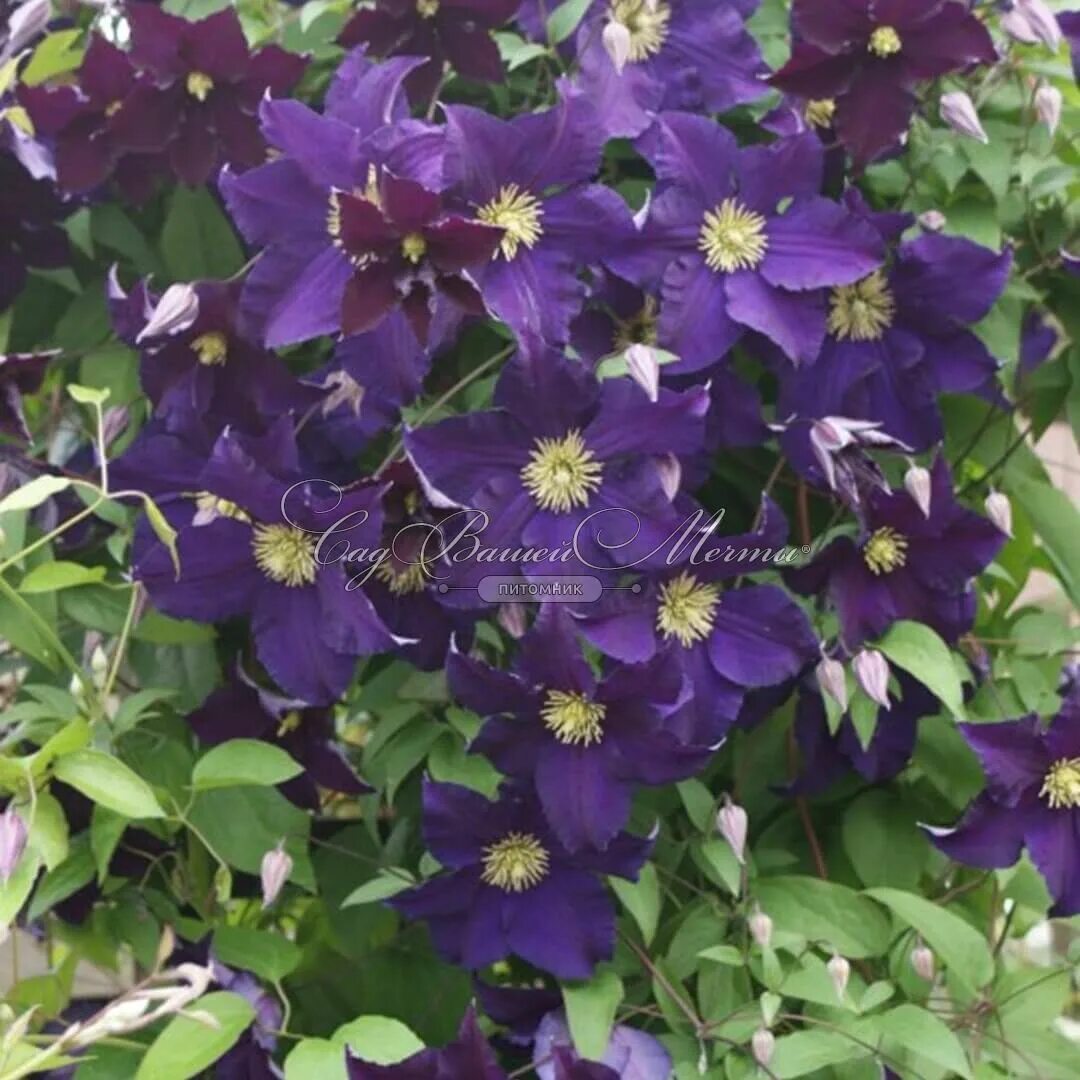 Клематис виолет фото и описание Клематис Виола / Clematis Viola - Саженцы клематисы в Москве - купить недорого в