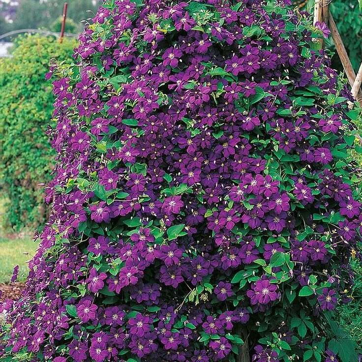 Клематис виолет фото и описание Krukodlad Klematis 'Etoile Violette' Klematis, Växter, Plantering