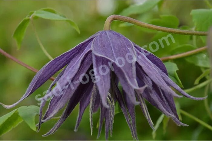 Клематис виолет сюрпрайз фото и описание Clematis alpina Violet Surprise PBR княжик Клематис Виолет Сюрпрайз купить / Сад