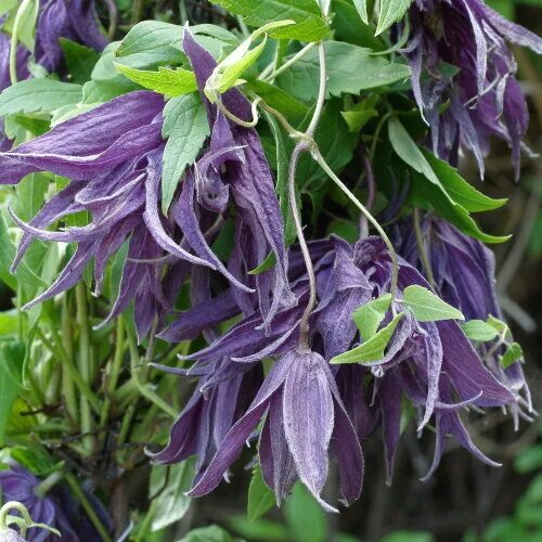 Клематис виолет сюрпрайз фото и описание Clematis (Клематис) Violet Surprise C2. Остаток шт 40