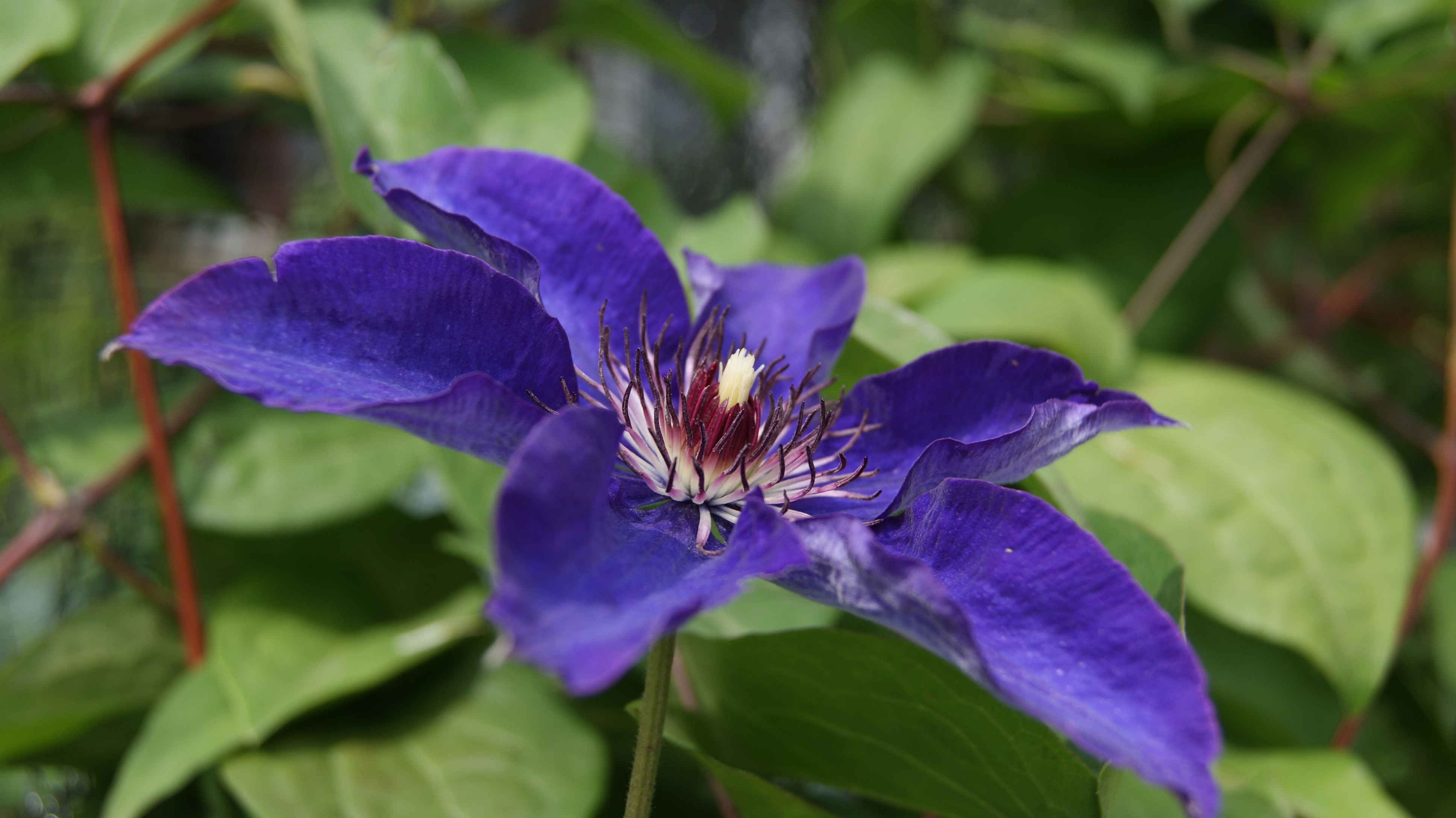 Клематис вистула фото File:Clematis 069.jpg - Wikimedia Commons