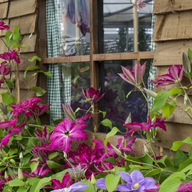 Клематис вива ла вида фото Window of display shed with Clematis 'Viva Polonia' and 'Blue Eyes' Clematis, No