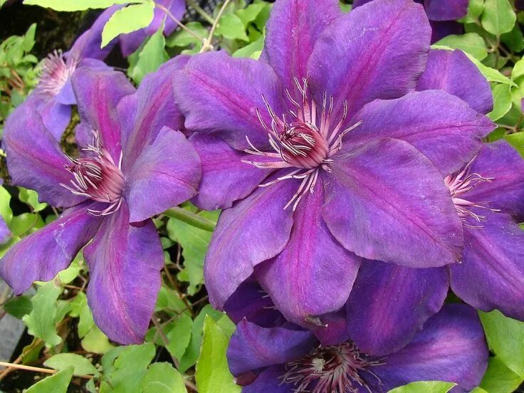 Клематис вива ла вида фото Clematis Versailles Clematis, Magenta flowers, Fall flowers