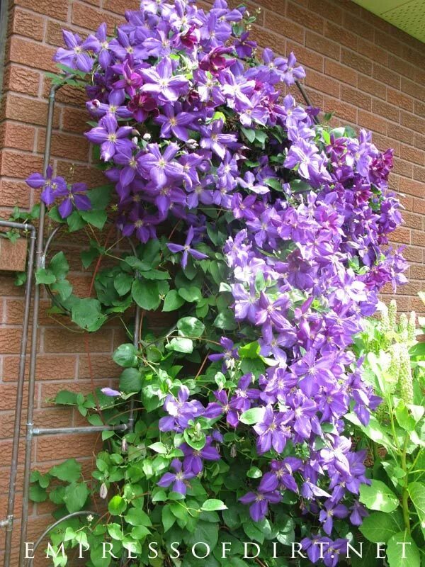 Клематис вива ла вида фото Clematis 101 Easy Care Guide Clematis plants, Clematis vine, Flowering vines