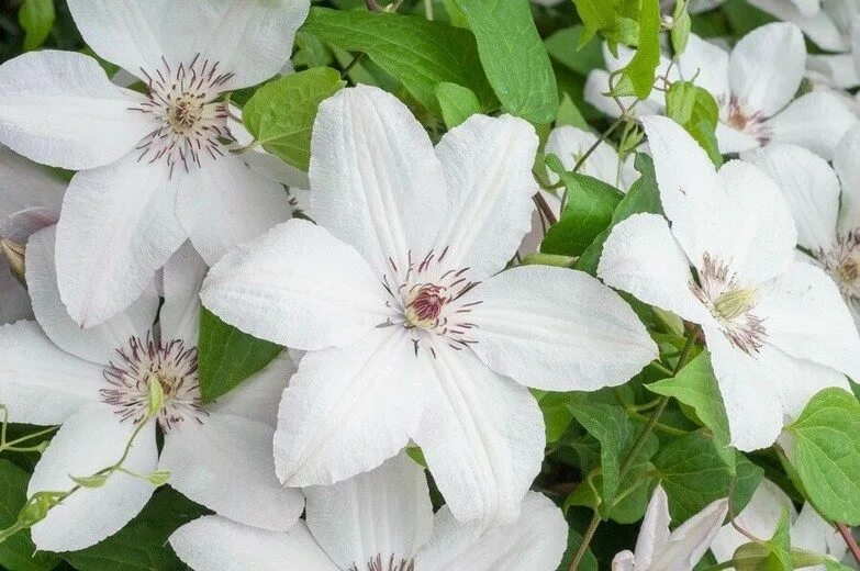 Клематис ян павел 2 фото Clematis 'John Paul II' (Early Large-Flowered Clematis) Clematis, Clematis flowe