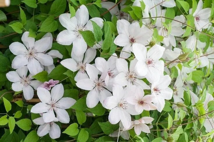 Клематис ян павел 2 фото Clematis 'John Paul II', Clematis, Clematis varieties, Clematis plants