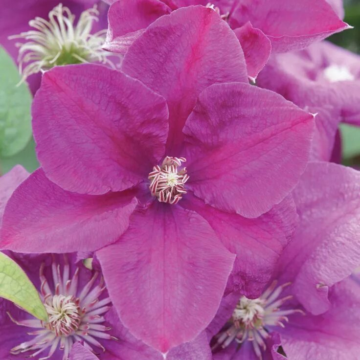 Клематис ян собески фото и описание Clematis 'Rahvarinne' (Large Plant) - Climbing Plants - Van Meuwen Clematis flow